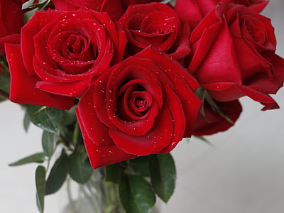 closeup photo of red roses in glass vase thumbnail