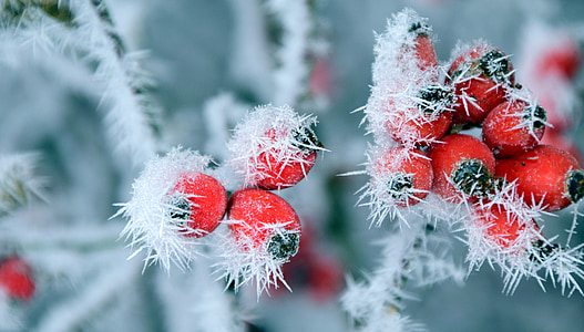 red fruit with green leaf plant thumbnail