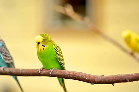 selective focus photography of green budgerigar perch on tree branch thumbnail