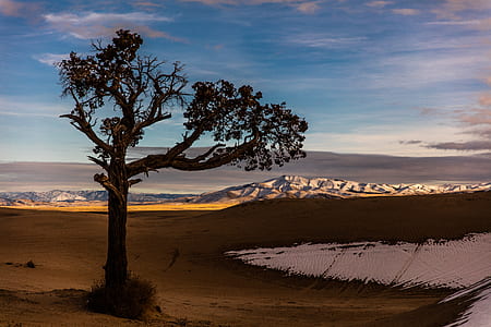 tree in the middle of the desert during daytime thumbnail