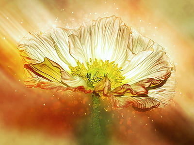 yellow and brown petaled flower digital wallpaper thumbnail