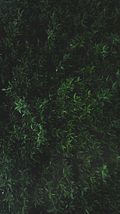 green leafed plant thumbnail