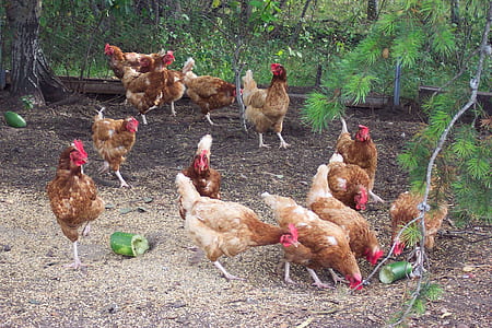 flock of chicken on field thumbnail