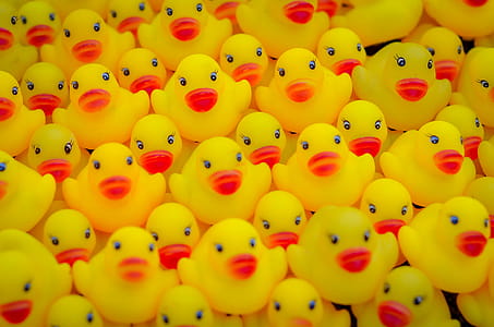 A lot of yellow duck toy - many rubber ducks. thumbnail