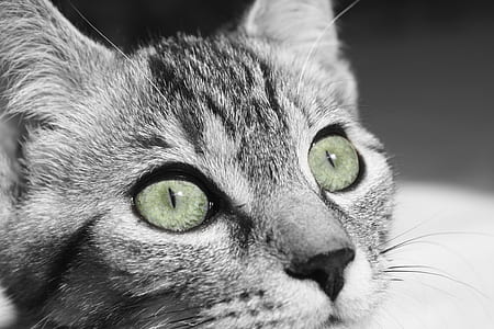 macro shot of silver tabby cat thumbnail