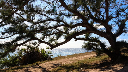 green leafed tree beside body of water at daytime thumbnail