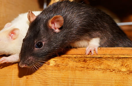 black and white mouses thumbnail