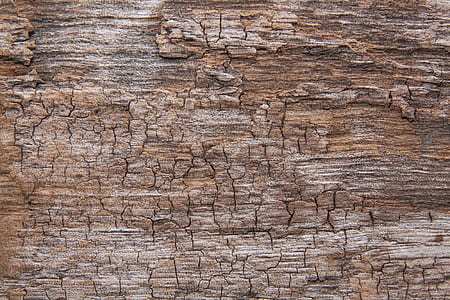 gray tree bark thumbnail