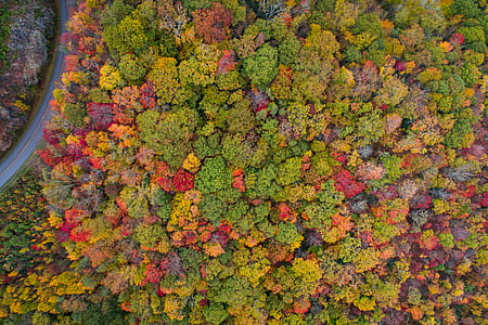 top-view photography of multicolored trees beside road thumbnail