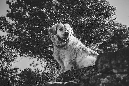 grayscale photography of dog sitting on rock thumbnail