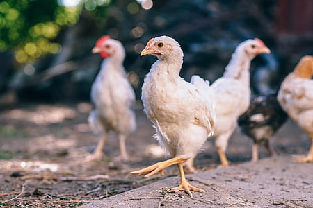 selective focus photo of white chicken chicks thumbnail
