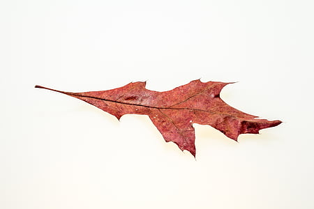 brown leaf thumbnail
