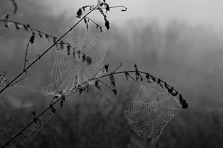 grayscale photography of spider webs thumbnail