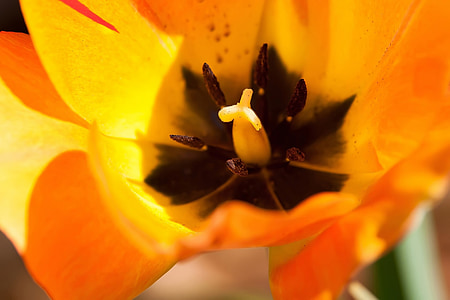 close up photo of orange and black petaled flower thumbnail
