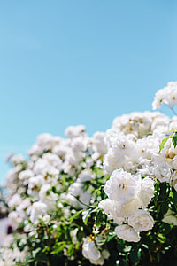Roses of Bulgaria thumbnail