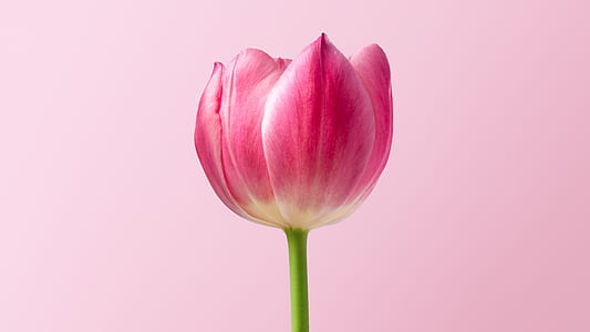 pink and white tulip flower in close-up photography thumbnail