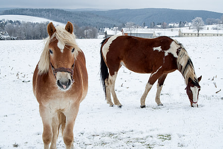 two brown horses on white field thumbnail