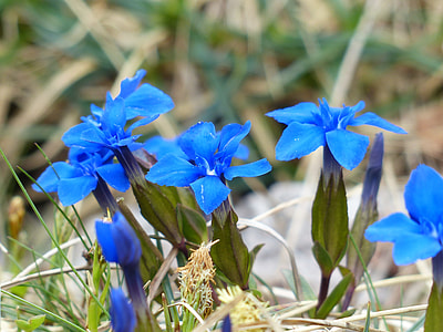 selective focus photography of blue flowers thumbnail