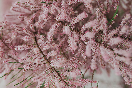 Tree bloom in early Spring thumbnail
