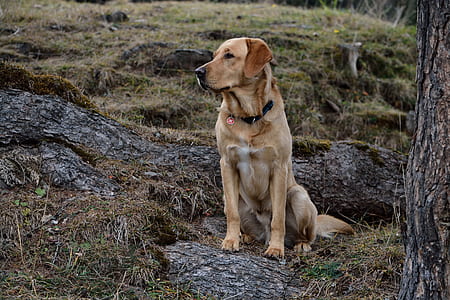 adult red Labrador retriever sits on log thumbnail