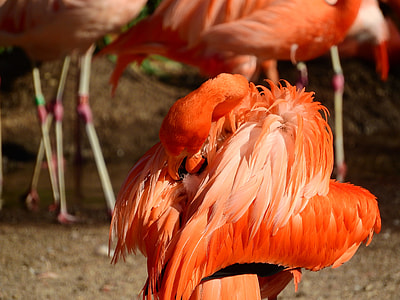 Flamingo Cuban thumbnail