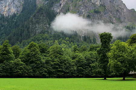 green trees near mountain foot thumbnail