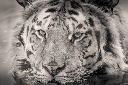 grayscale photo of a adult tiger thumbnail