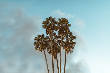 green palm tree during daytime thumbnail