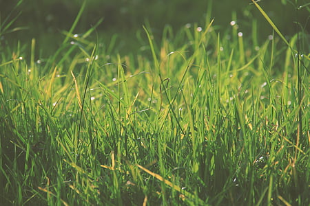 selective focus photography of green grass thumbnail
