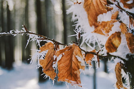 focus photo of leafs with snow thumbnail