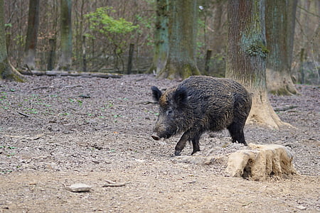 black wild boar thumbnail