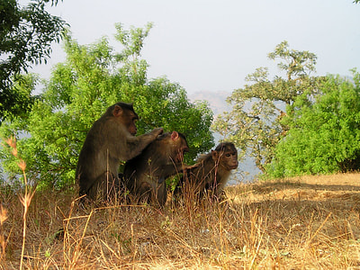 three black and gray grooming monkeys on brown grass near green leaf tree under white cloudy sky thumbnail