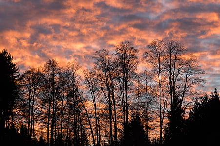 silhouette of tree during sunset thumbnail
