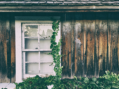 sash window with green leafed plant on side thumbnail