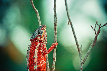Red and Beige Chameleon on Twig thumbnail