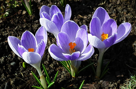 purple petaled flower bloom close-up photo thumbnail