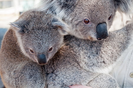 two brown koalas thumbnail