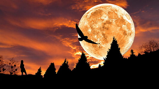 silhouette of bird during red moon thumbnail