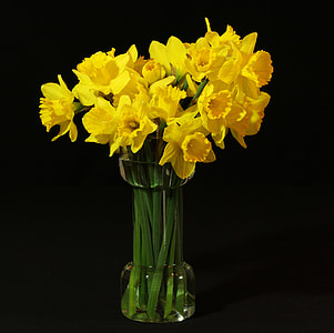 yellow flowers in vase with black background thumbnail