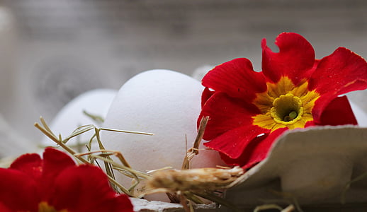 red primrose flower and white eggs thumbnail