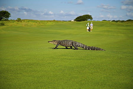 black crocodile walking on green grass field thumbnail