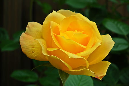 selective photography of yellow petaled flowers thumbnail