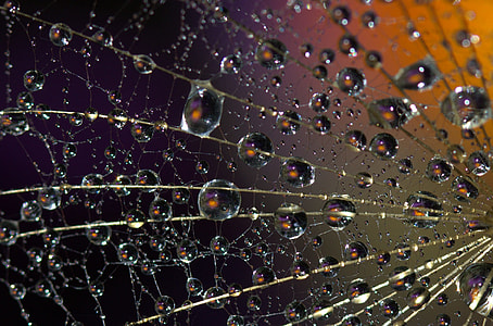 macro photography of water dew drop on spider web thumbnail