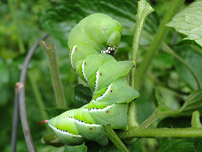 worm, tomato hornworm, tomato worm, fat, green, worms thumbnail