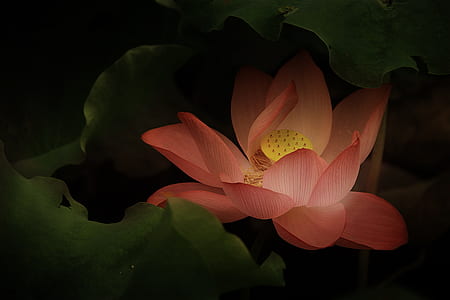 pink and yellow lotus with pads illustration thumbnail