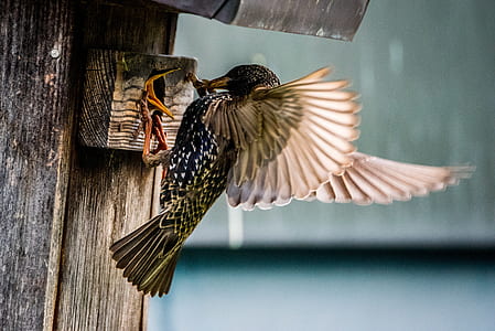 bird, beak, outdoors, wild thumbnail