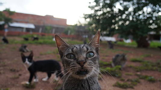 brown cat looking at camera thumbnail