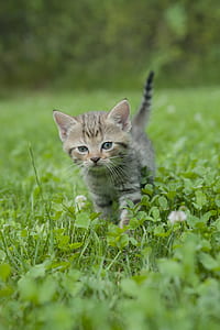 silver tabby kitten on ground thumbnail