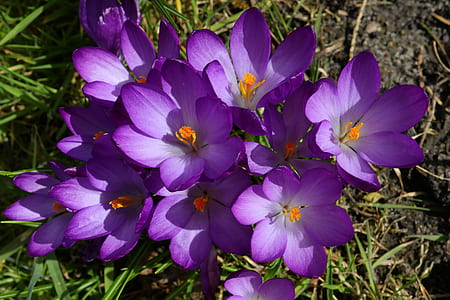 purple petaled flowers in bloom thumbnail