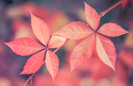 red leaf plant thumbnail
